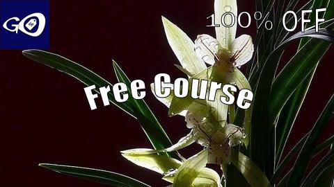 Free Coupon 郭丙端国画水墨画兰花课程 Chinese Ink Painting-Orchid Course by Bingduan [100% OFF]